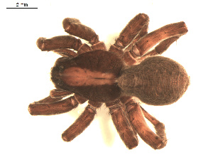  ( - BIOUG00521-C03)  @13 [ ] CC-0  G. Blagoev 2010 Unspecified