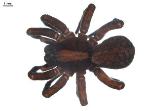  ( - BIOUG00521-D10)  @13 [ ] CC-0  G. Blagoev 2010 Unspecified