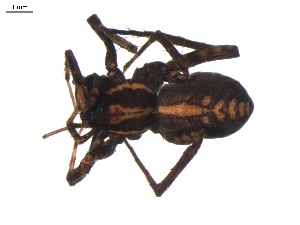  (Pardosa ontariensis - BIOUG00521-G07)  @12 [ ] CC-0  G. Blagoev 2010 Unspecified