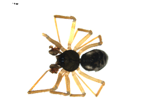  ( - BIOUG00530-G04)  @12 [ ] CC-0  G. Blagoev 2010 Unspecified