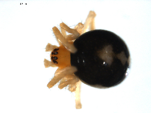  ( - BIOUG00612-G06)  @12 [ ] CC-0  G. Blagoev 2010 Unspecified