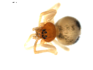  ( - BIOUG00612-G08)  @13 [ ] CC-0  G. Blagoev 2010 Unspecified