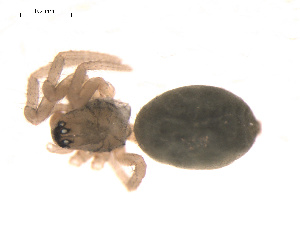  ( - 09PROBE-1852-01)  @12 [ ] CreativeCommons - Attribution (2009) Gergin Blagoev Centre for Biodiversity Genomics