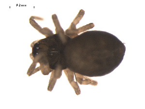  ( - 09PROBE-1978-132)  @12 [ ] CreativeCommons - Attribution (2009) Gergin Blagoev Centre for Biodiversity Genomics