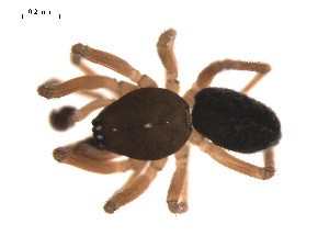  ( - 09PROBE-1978-200)  @13 [ ] CreativeCommons - Attribution (2009) Gergin Blagoev Centre for Biodiversity Genomics