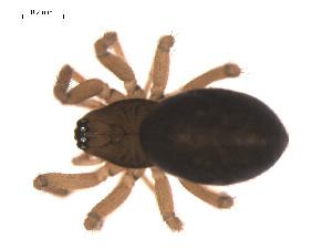  ( - 09PROBE-1978-224)  @13 [ ] CreativeCommons - Attribution (2009) Gergin Blagoev Centre for Biodiversity Genomics