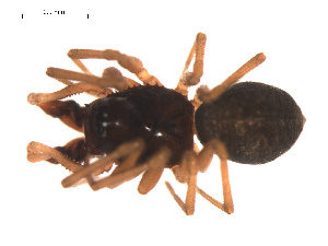  ( - 09PROBE-1978-235)  @12 [ ] CreativeCommons - Attribution (2009) Gergin Blagoev Centre for Biodiversity Genomics