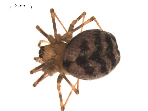  ( - 09PROBE-1978-280)  @13 [ ] CreativeCommons - Attribution (2009) Gergin Blagoev Centre for Biodiversity Genomics