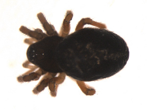  ( - 09PROBE-1978-368)  @12 [ ] CreativeCommons - Attribution (2009) Gergin Blagoev Centre for Biodiversity Genomics