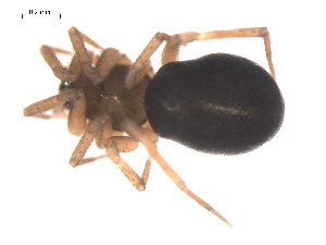  ( - 09PROBE-1978-395)  @13 [ ] CreativeCommons - Attribution (2009) Gergin Blagoev Centre for Biodiversity Genomics