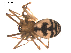  ( - 09PROBE-1978-40)  @13 [ ] CreativeCommons - Attribution (2010) CBG Photography Group Centre for Biodiversity Genomics