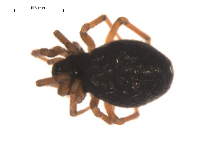  ( - 09PROBE-1978-431)  @12 [ ] CreativeCommons - Attribution (2009) Gergin Blagoev Centre for Biodiversity Genomics