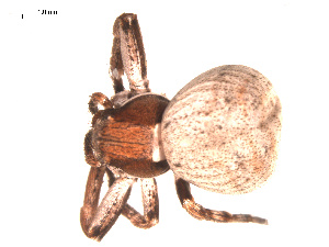  ( - 09PROBE-1978-488)  @13 [ ] CreativeCommons - Attribution (2009) Gergin Blagoev Centre for Biodiversity Genomics