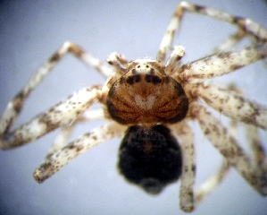  (Philodromus poecilus - CCDB-13330-A11)  @12 [ ] Copyright  E. Kuzmin 2011 Unspecified