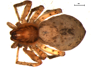  ( - 10BGSPI02-B03)  @12 [ ] CreativeCommons - Attribution (2010) CBG Photography Group Centre for Biodiversity Genomics