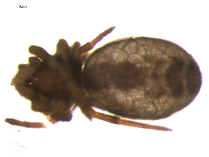  ( - 10BGSPI04-F11)  @12 [ ] CreativeCommons - Attribution (2010) CBG Photography Group Centre for Biodiversity Genomics