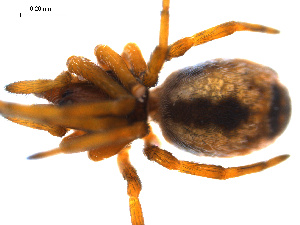  ( - BGSPI-01-C12)  @12 [ ] CreativeCommons - Attribution (2009) Gergin Blagoev Centre for Biodiversity Genomics