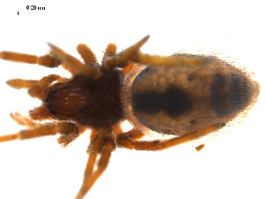  ( - BGSPI-01-D01)  @12 [ ] CreativeCommons - Attribution (2009) Gergin Blagoev Centre for Biodiversity Genomics