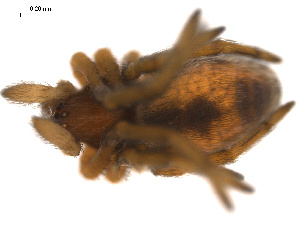  ( - BGSPI-01-D04)  @12 [ ] CreativeCommons - Attribution (2009) Gergin Blagoev Centre for Biodiversity Genomics