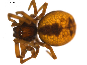  ( - BGSPI-01-E09)  @12 [ ] CreativeCommons - Attribution (2009) Gergin Blagoev Centre for Biodiversity Genomics