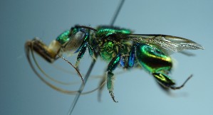  ( - RE21-UD-HYM-0200)  @11 [ ] Copyright (2024) Sara Leonhardt Plant-Insect Interactions - Technische Universität München
