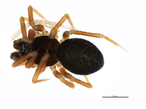  ( - ARACHNO-0017)  @12 [ ] CreativeCommons - Attribution (2009) CBG Photography Group Centre for Biodiversity Genomics