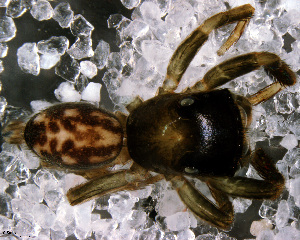  (Euophrys sp. 1 FML - SCC1NFR019)  @12 [ ] CreativeCommons - Attribution Non-Commercial Share-Alike (2010) Facundo M. Labarque Museo Argentino de Ciencias Naturales