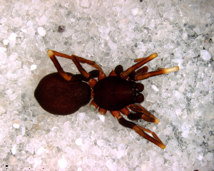  (Stethorrhagus sp. 3 FML - SCD2NED005)  @11 [ ] CreativeCommons - Attribution Non-Commercial Share-Alike (2010) Facundo M. Labarque Museo Argentino de Ciencias Naturales