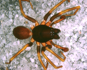  (Stethorrhagus sp. 6 FML - STC1D9B006)  @11 [ ] CreativeCommons - Attribution Non-Commercial Share-Alike (2010) Facundo M. Labarque Museo Argentino de Ciencias Naturales