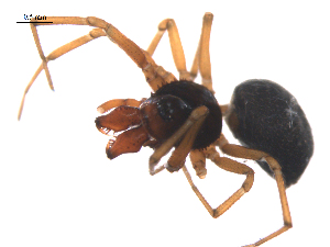  ( - BIOUG36524-A07)  @11 [ ] CreativeCommons - Attribution (2018) G. Blagoev Centre for Biodiversity Genomics