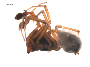  ( - BIOUG36524-A08)  @11 [ ] CreativeCommons - Attribution (2018) G. Blagoev Centre for Biodiversity Genomics
