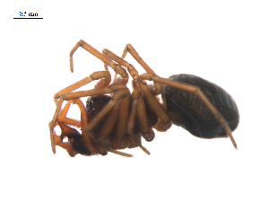  ( - BIOUG36524-A10)  @11 [ ] CreativeCommons - Attribution (2018) G. Blagoev Centre for Biodiversity Genomics