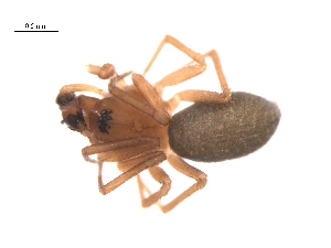  ( - BIOUG36524-F03)  @11 [ ] CreativeCommons - Attribution (2018) G. Blagoev Centre for Biodiversity Genomics