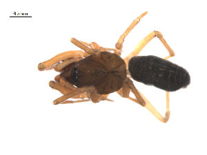  ( - BIOUG36524-F07)  @11 [ ] CreativeCommons - Attribution (2018) G. Blagoev Centre for Biodiversity Genomics