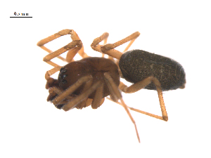  ( - BIOUG36524-F08)  @11 [ ] CreativeCommons - Attribution (2018) G. Blagoev Centre for Biodiversity Genomics