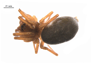  ( - BIOUG36524-F09)  @11 [ ] CreativeCommons - Attribution (2018) G. Blagoev Centre for Biodiversity Genomics