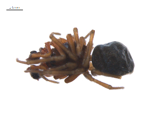  ( - BIOUG36524-H02)  @11 [ ] CreativeCommons - Attribution (2018) G. Blagoev Centre for Biodiversity Genomics