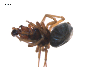  ( - BIOUG36524-H03)  @11 [ ] CreativeCommons - Attribution (2018) G. Blagoev Centre for Biodiversity Genomics