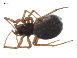  ( - BIOUG36524-H04)  @11 [ ] CreativeCommons - Attribution (2018) G. Blagoev Centre for Biodiversity Genomics