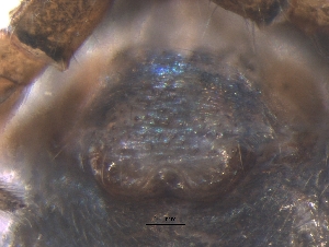  ( - BIOUG36524-H04)  @11 [ ] CreativeCommons - Attribution (2018) G. Blagoev Centre for Biodiversity Genomics