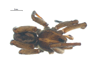  ( - BIOUG07161-G02)  @12 [ ] CreativeCommons - Attribution (2013) G. Blagoev Centre for Biodiversity Genomics