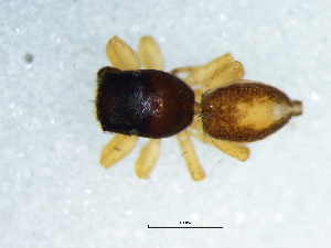  (Helafricanus pistaciae - Hepi_NMBA_18721_M)  @11 [ ] Creative Commons  Attribution Share-Alike (by-sa) (2021) Charles Haddad University of the Free State