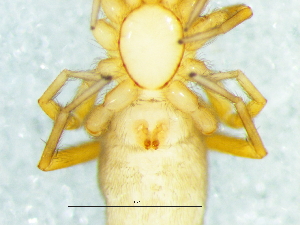  ( - Ausp NCA 2021 778 F)  @11 [ ] Creative Commons  Attribution Share-Alike (by-sa) (2021) Charles Haddad University of the Free State