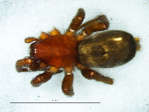  (Xerophaeus flavescens - Xesp F NCA 2021 522)  @11 [ ] Creative Commons  Attribution Share-Alike (by-sa) (2021) Charles Haddad University of the Free State