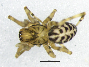  ( - Made_NMBA_19311_I3)  @11 [ ] Creative Commons  Attribution Share-Alike (by-sa) (2024) Charles Haddad University of the Free State