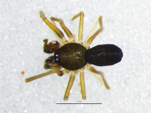  ( - Mefa_NMBA_19334_M)  @11 [ ] Creative Commons  Attribution Share-Alike (by-sa) (2024) Charles Haddad University of the Free State