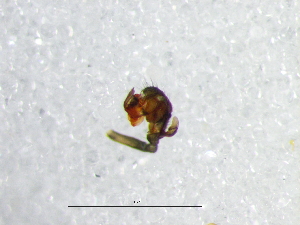  ( - Mefa_NMBA_19334_M)  @11 [ ] Creative Commons  Attribution Share-Alike (by-sa) (2024) Charles Haddad University of the Free State