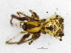  (Anansi - Ansp_NMBA_19356_F)  @11 [ ] Creative Commons  Attribution Share-Alike (by-sa) (2024) Charles Haddad University of the Free State