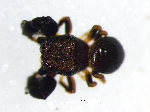  (Harmochirus - Halu_NMBA_19361_M)  @11 [ ] Creative Commons  Attribution Share-Alike (by-sa) (2024) Charles Haddad University of the Free State