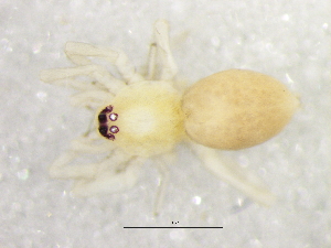  ( - Leca_NMBA_19576_F)  @11 [ ] Creative Commons  Attribution Share-Alike (by-sa) (2024) Charles Haddad University of the Free State